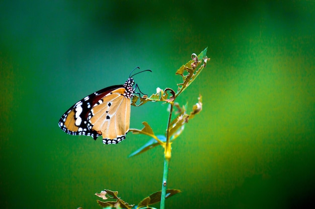 Der einfache Tigerschmetterling auf der Blumenpflanze