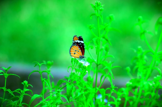 Der einfache Tigerschmetterling, der auf der Blumenpflanze stillsteht