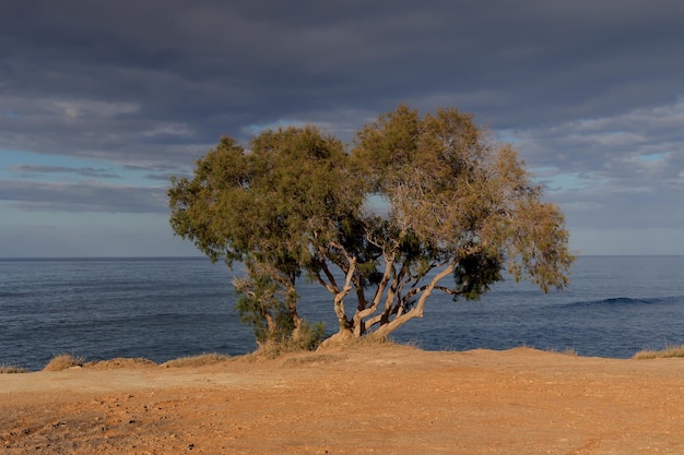 Der einsame Baum am Strand nahe dem Meer