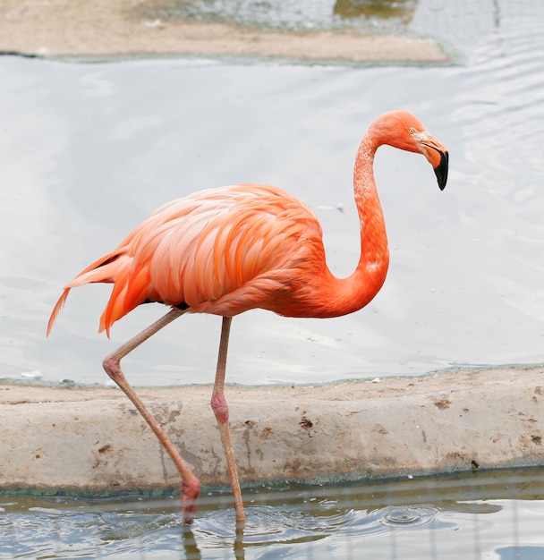 Der einzelne rosa Flamingo im Zoo