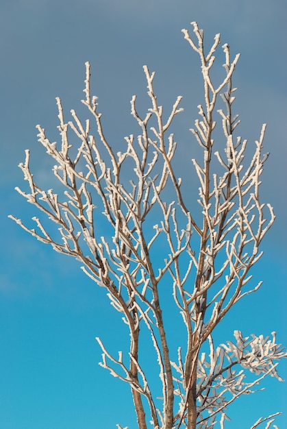 Der eisbedeckte Zweig mit blauem Himmel.