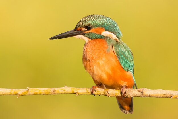 Der Eisvogel in Spanien