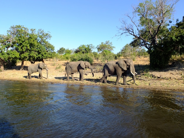 Der Elefant an der Küste des Sambesi-Flusses, Botswana, Afrika