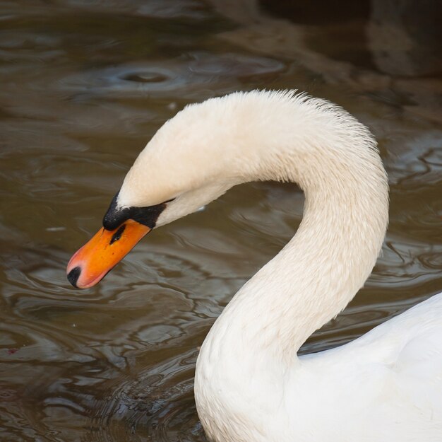 der elegante weiße Schwan im See im Park