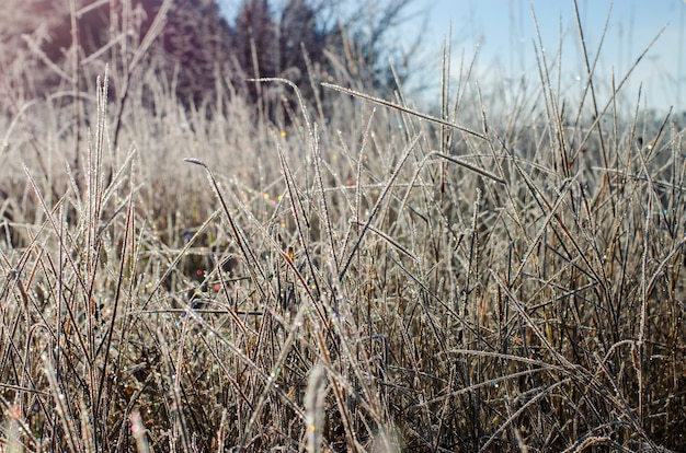 Der erste Frost, der schöne Morgenfrost auf dem Gras