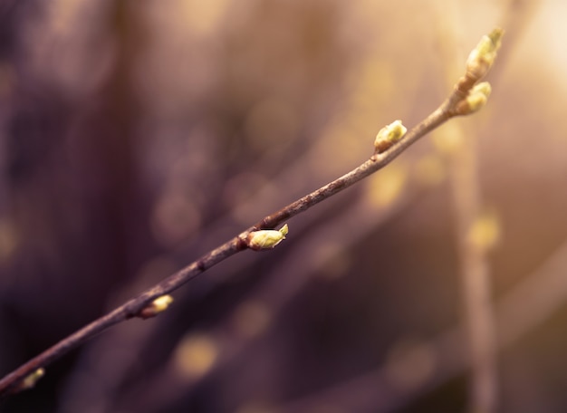 Der erste Frühling sanfte Blätter.