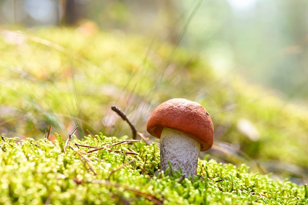 Der erste junge Speisepilz wächst im Moos im Wald