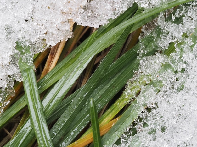 der erste Schnee bedeckte die grünen Pflanzen