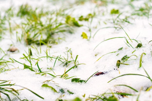 Der erste Schnee fiel auf das grüne Gras. Gras im Schnee