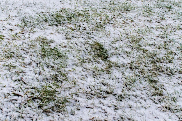 Der erste Schnee fiel auf das grüne Gras Winter Hintergrund kopieren