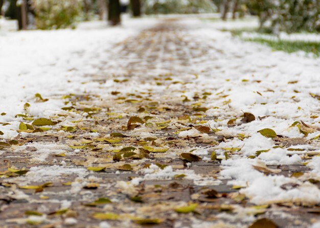 Der erste Schnee und die gelben Blätter liegen im Herbst auf dem Bürgersteig Bewölktes Wetter nach Schnee