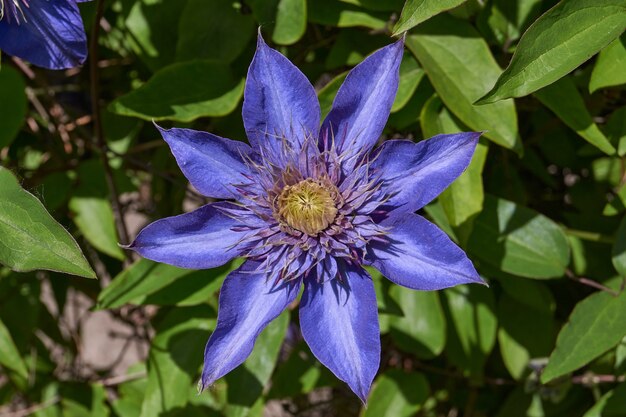 Der erste Tag des Sommers. Clematis im Garten eines Landhauses.