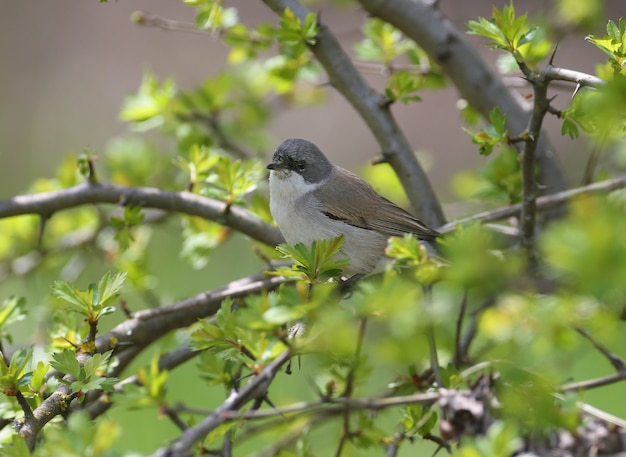 Der erste Weißkehlchen (Curruca curruca) dieses Jahres wurde in einem blühenden Busch mit grünen Blättern geschossen.