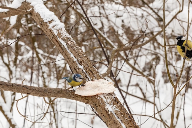 Der eurasische Blaumeisevogel sitzt auf Fett im Winterwald, den die Kohlmeise beobachtet