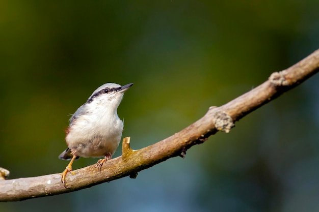 Der eurasische Kleiber auf einem Zweig Vögel Zentralrusslands