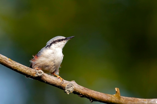 Der eurasische Kleiber auf einem Zweig Vögel Zentralrusslands