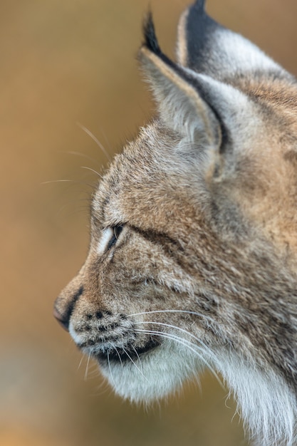 Foto der eurasische luchs - lynx lynx - nahaufnahme portrait des erwachsenen tieres