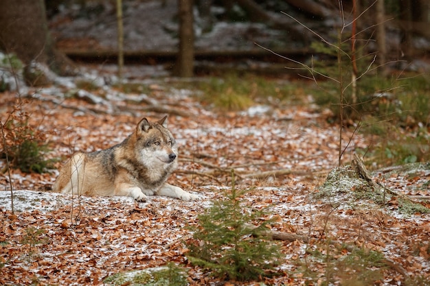 Der eurasische Wolf steht im Naturlebensraum im bayerischen Wald