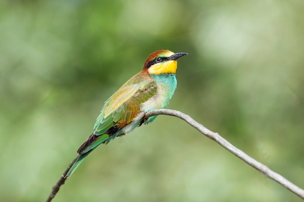 Der Europäische Bienenfresser ist ein naher Singvogel in der Familie der Bienenfresser