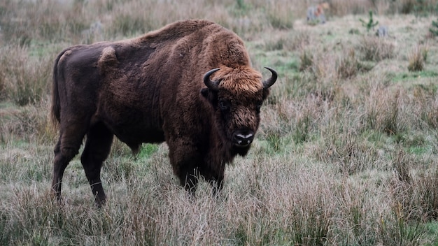 Der Europäische Bison (Bison Bonasus)