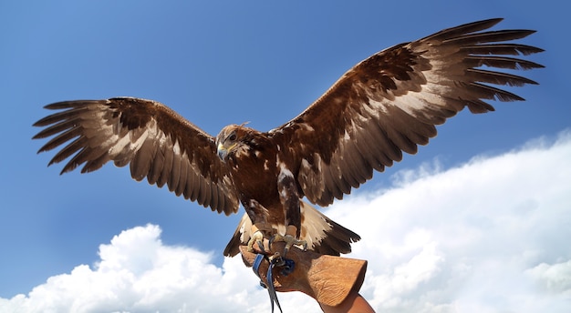 Foto der falke breitete seine flügel gegen den blauen himmel aus.