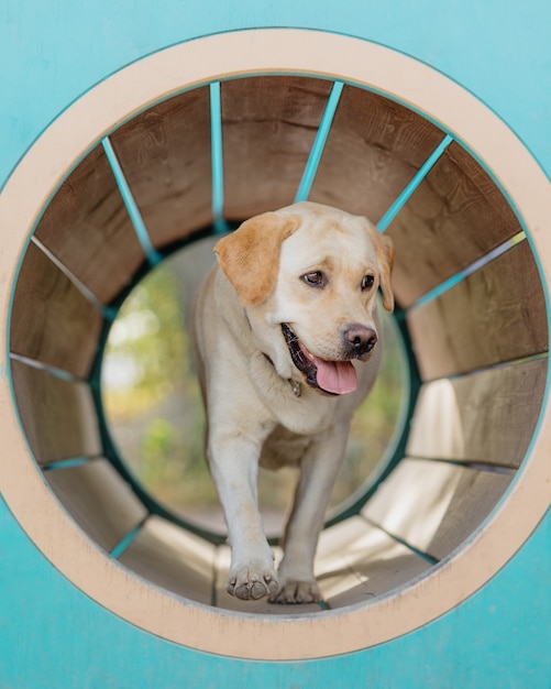 Der fawn Labrador Retriever ist auf dem Trainingsplatz beschäftigt, der Haustier Labrador Retriever ist