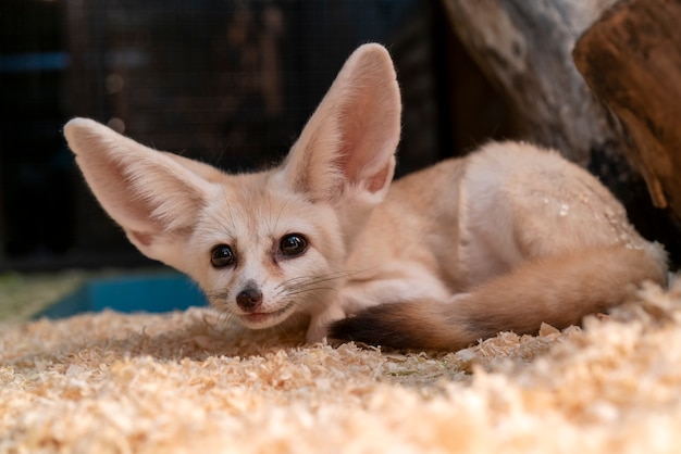 Der Fennek-Fuchs (Vulpes zerda) ist ein kleiner nachtaktiver Fuchs, der in der Sahara lebt.