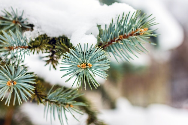 Der Fichtenzweig ist mit einer dicken Schneeschicht bedeckt_