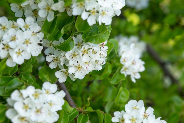 Der florale Hintergrund ist ein Birnenzweig mit großen weißen Blüten