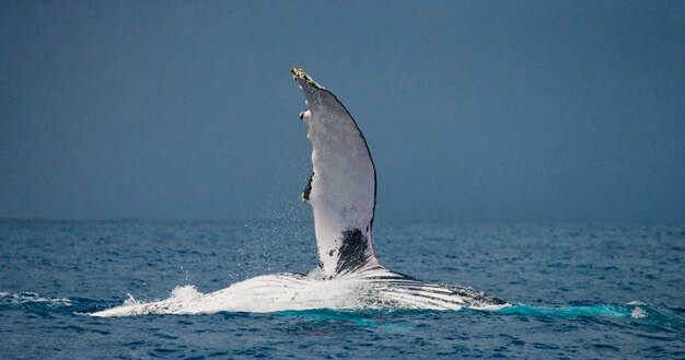 Der Flossenbuckelwal. Madagaskar. St. Mary's Island.