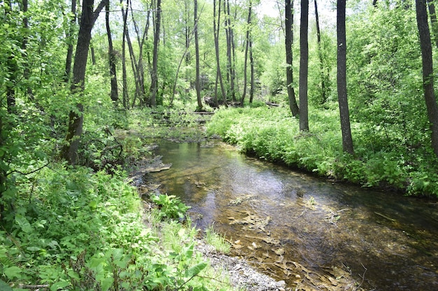 Der Fluss fließt durch den grünen Wald der Region Uljanowsk Russland