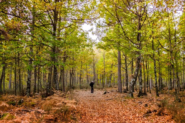 Der Fotograf macht ein Bild der malerischen Landschaft des Herbstes