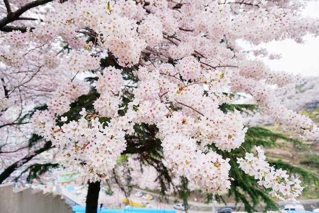 Der fröhliche Blütenbaum. Blume blüht.