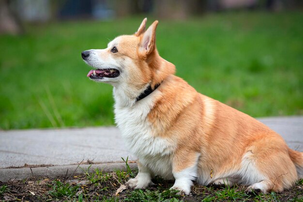 Der fröhliche Welsh Corgi Pembroke geht an einem sonnigen Sommertag im Park spazieren