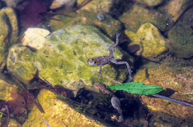 Der Frosch, der in der Wassernahaufnahme sitzt