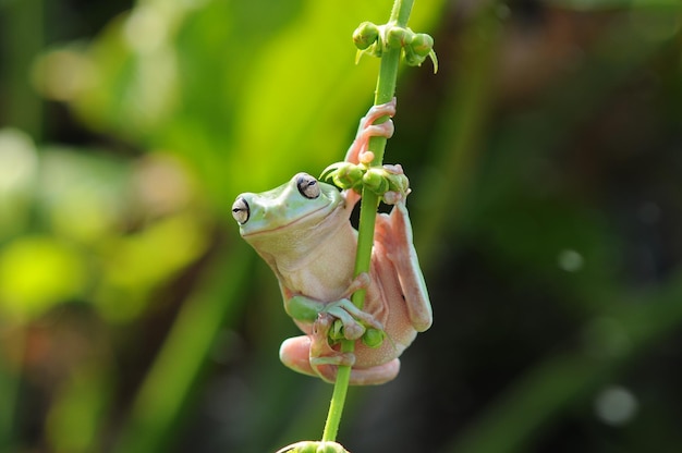 der Frosch ist am Blattstiel