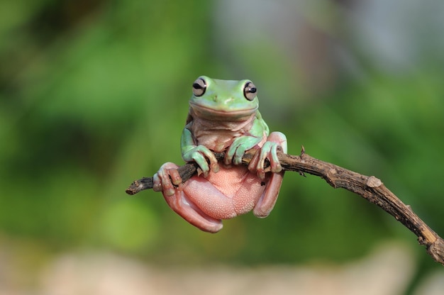 der Frosch ist am Blattstiel