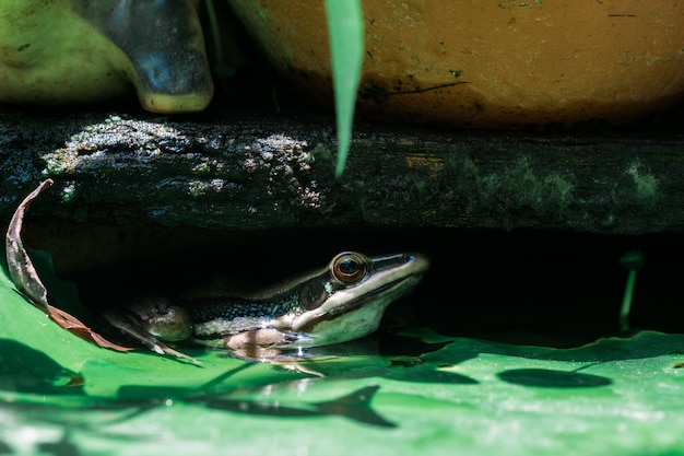 Der Frosch ist unter der Platte.