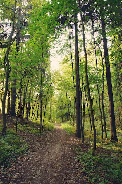 Der Frühherbstweg führt durch die Bäume im Morgenpark.