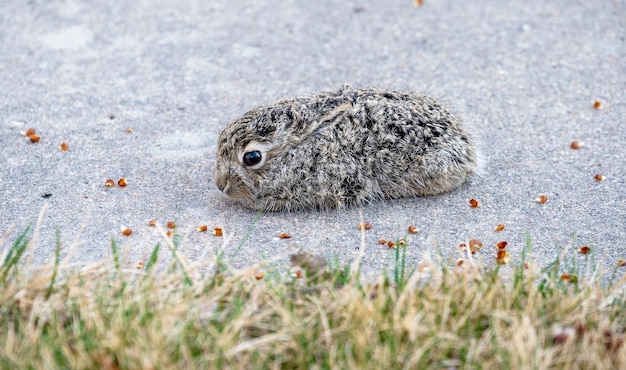 Foto der frühling ist endlich da, die kaninchen sind geboren.