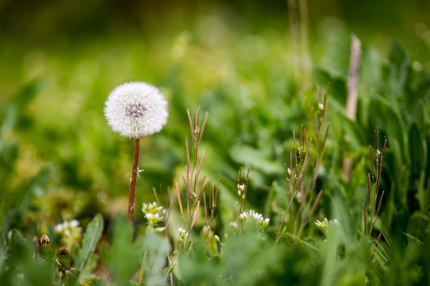 Der Frühling ist gekommen