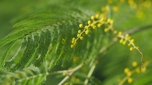 Der Frühling kommt Acacia dealbata oder Mimosa Baum ist ein Symbol für den glücklichen Frauentag März Frauentag