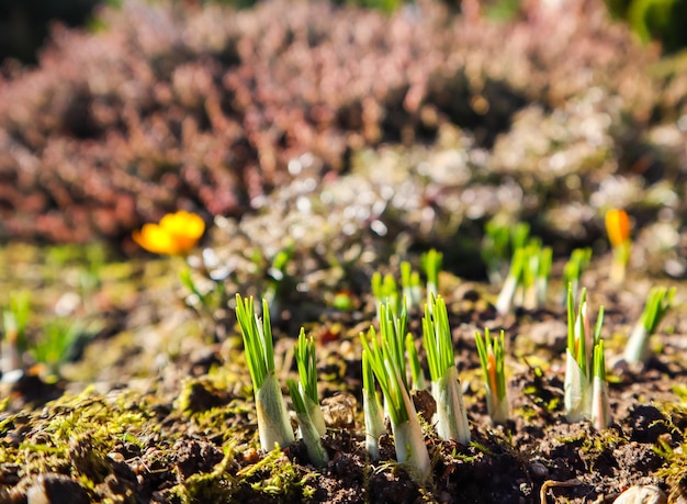 Der Frühling kommt Die ersten gelben Krokusse in meinem Garten an einem sonnigen Tag