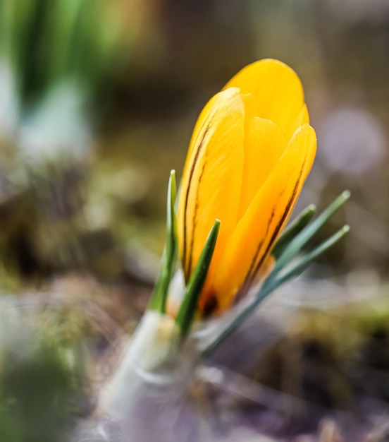 Foto der frühling kommt die ersten gelben krokusse in meinem garten an einem sonnigen tag