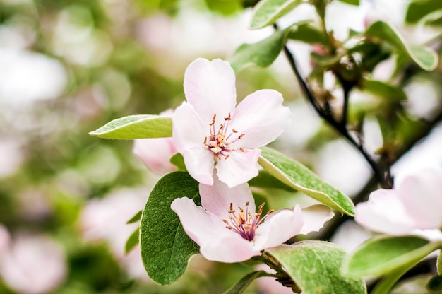 Der Frühling kommt