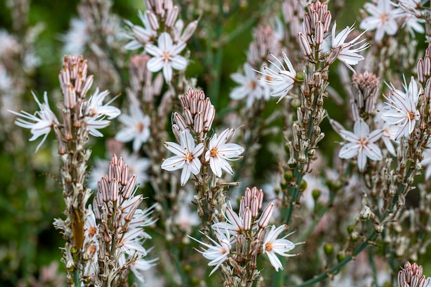 Foto der frühlingsbote; asphodelus aestivus