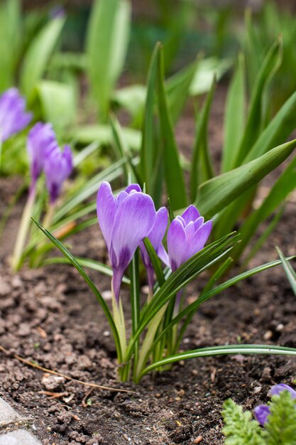 Der Frühlingssafran blühte im Frühjahr auf feuchtem Boden