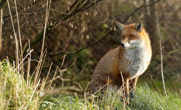 Der Fuchs sitzt im Gras im Wald