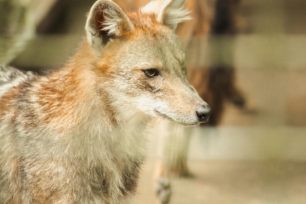 Der Fuchs war ohne Freiheit in einem Käfig gefangen