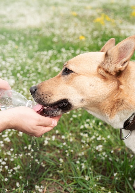 Der fürsorgliche Hundebesitzer hilft seinem Hund, an heißen Sommertagen im Freien Wasser zu trinken